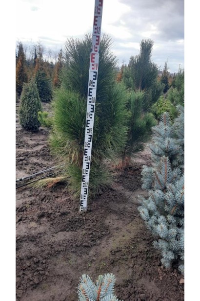 Сосна чорна / австрійська Фастiгiата - ком30кг/вис.100-120см/Ø50-60см